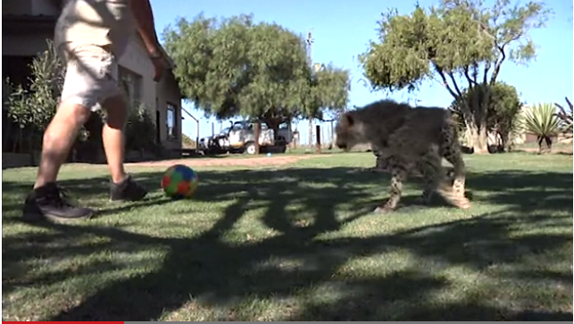 Sydafrika, VideoExtra, Gepard, Sötchock